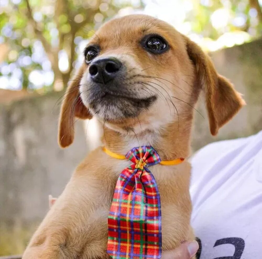 Donos de pets podem testar seus cães para leishmaniose visceral canina em Palmas; veja pontos de testagem