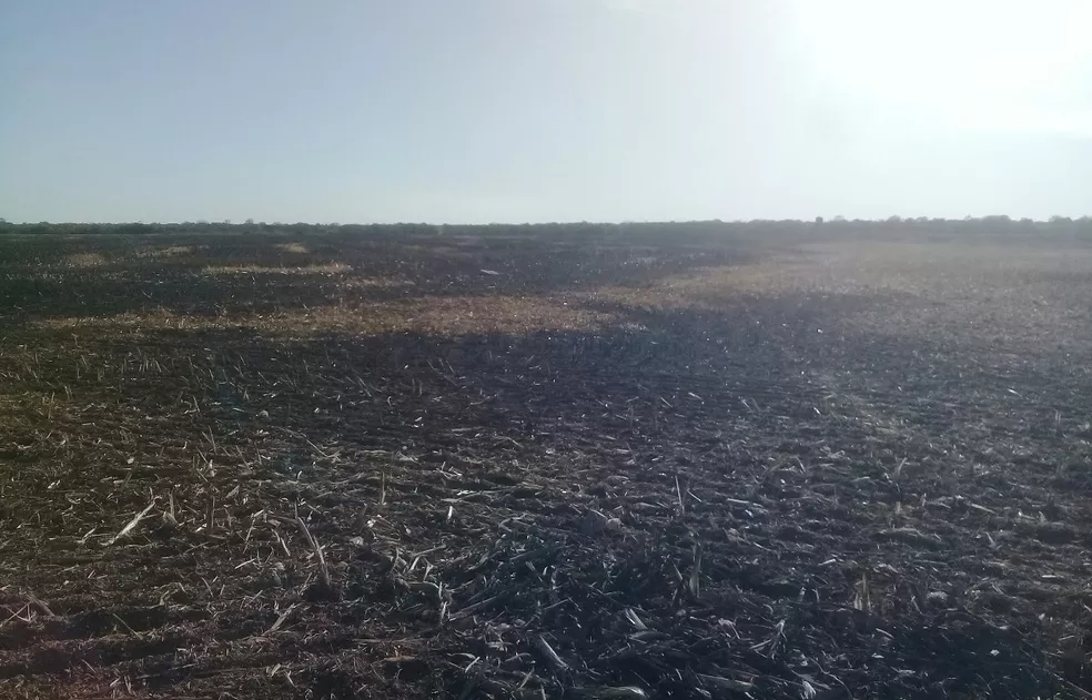 Incêndio em propriedade rural de Talismã destrói parte de plantação de sorgo
