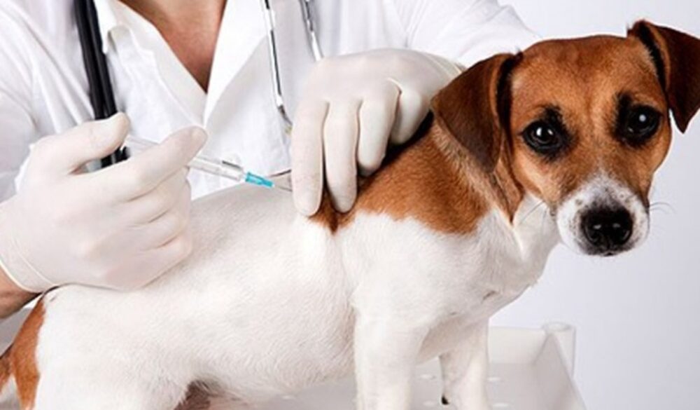 Saúde do Tocantins promove Campanha de Vacinação Antirrábica Animal 2022