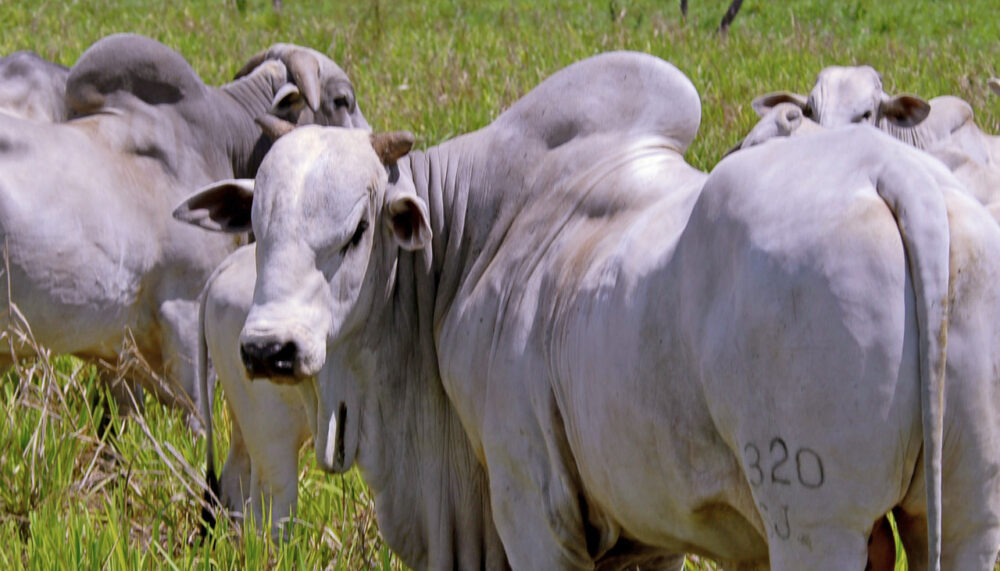 Governo do Tocantins reduz alíquota de ICMS de gado bovino a menos de 5%