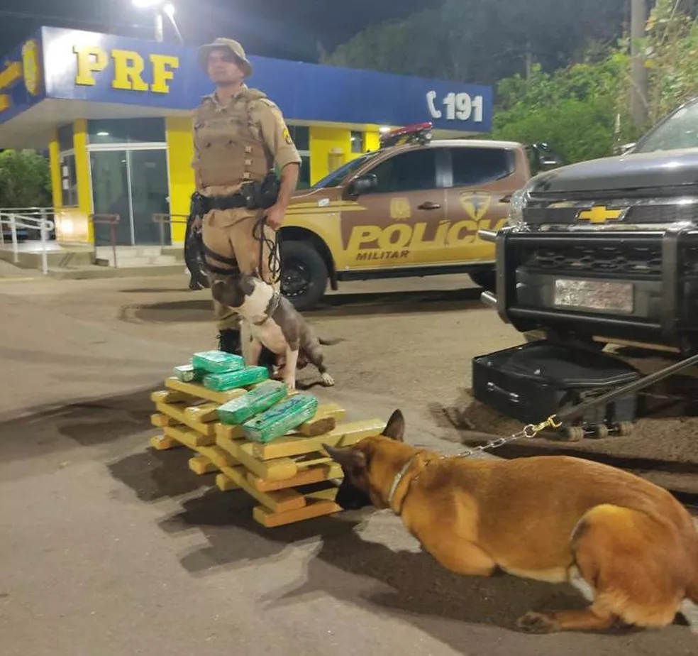 Cão farejador encontra 30 kg de drogas dentro de ônibus em Gurupi