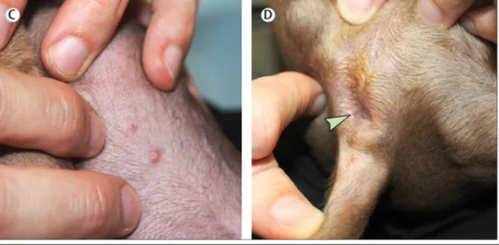1º caso de transmissão de varíola dos macacos para um cachorro é registrado na França