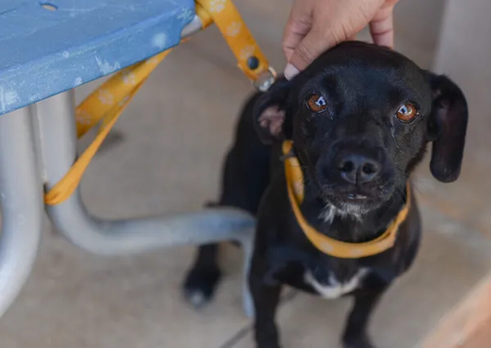 Mais de 20 mil cães e gatos são imunizados durante campanha de vacina contra a raiva em Palmas