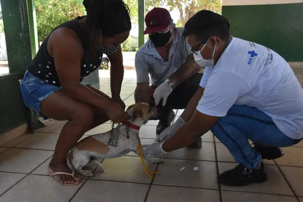 Tutores de cachorros e gatos devem ficar atentos aos pontos de vacinação contra raiva em Porto Nacional e Luzimangues