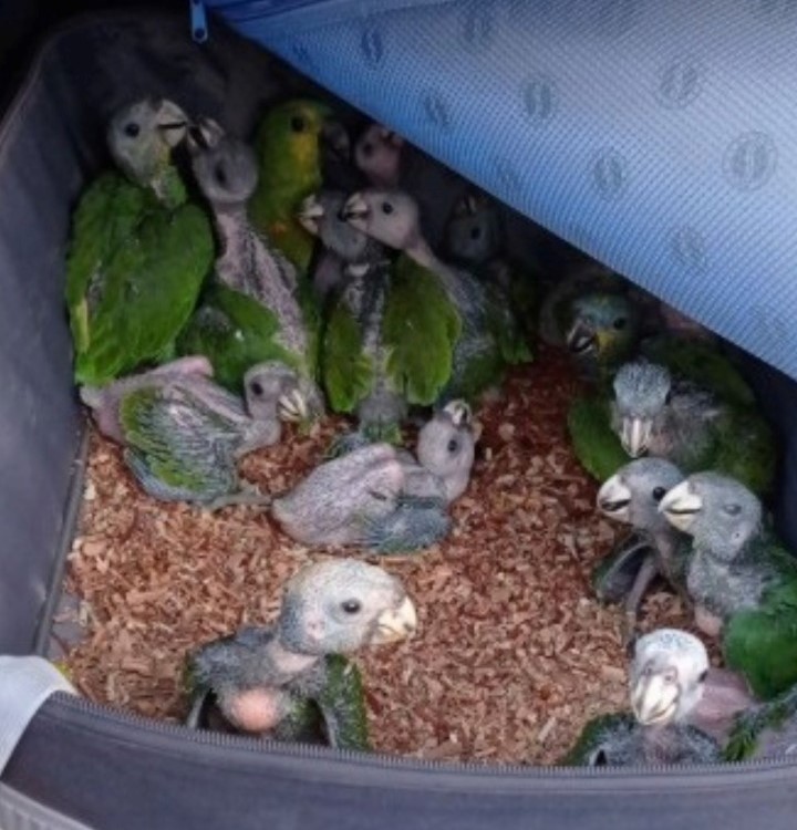 Quase 40 aves silvestres são resgatadas pela PRF, na BR-153, em Colinas do Tocantins