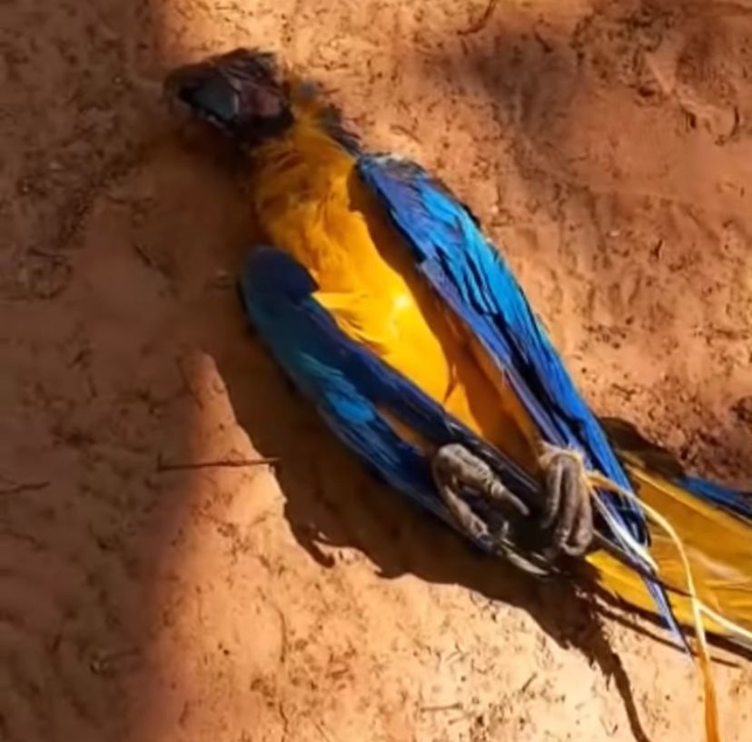 MALDADE! Arara mascote do Jalapão é encontrada morta com marcas de tiro