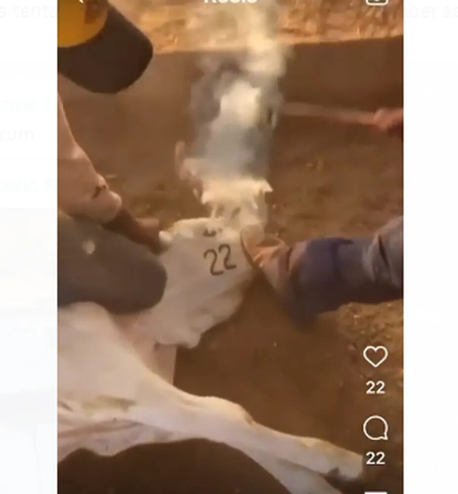 MPTO investigará supostos maus-tratos a bezerro que teve o rosto marcado com o número 22 com ferro quente; reveja o caso
