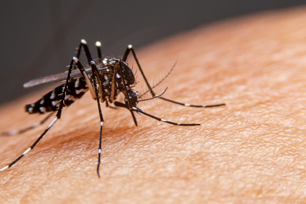 ALERTA! Em Palmas, 11.566 casos de dengue foram confirmados no acumulado do ano