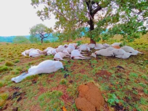 Fazendeiro perde mais da metade do rebanho após gado ser atingido por raio e morrerem em fazenda de Colméia, no Tocantins