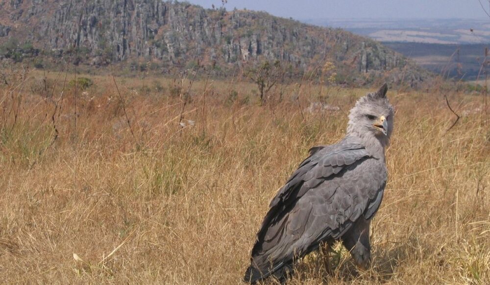 Ninho de águia em perigo de extinção é registrado no interior do Tocantins