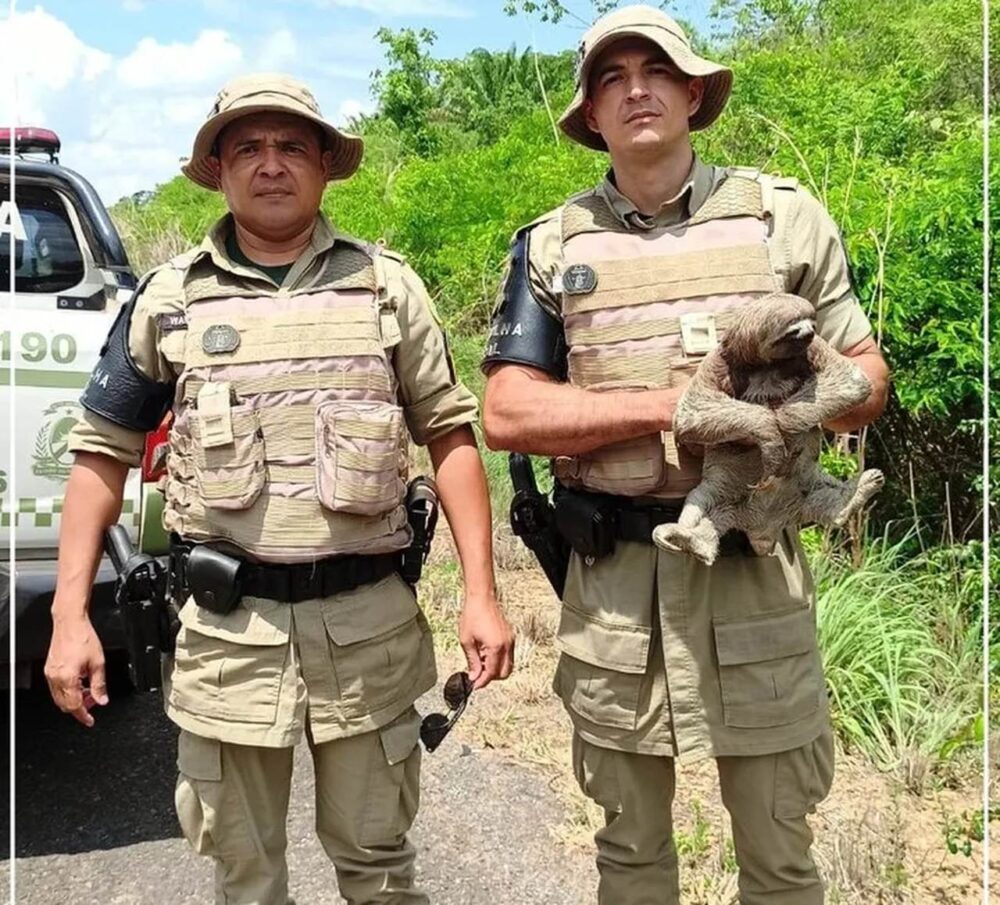 Bicho-preguiça é salvo de atropelamento por policiais militares em zona rural de Araguatins