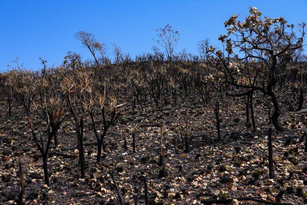 Mais de 300 imóveis rurais são reincidentes na prática de queimadas nos últimos três anos, aponta levantamento do MPTO