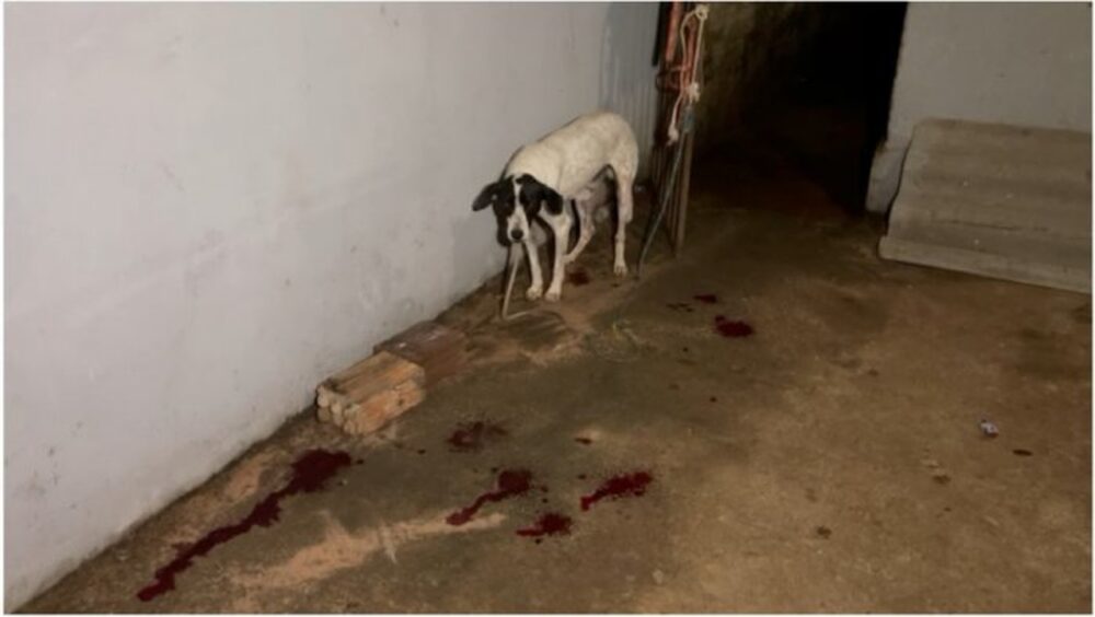ARAGUAÍNA: Cachorro é baleado com dois tiros; animal passou por cirurgia e continua em observação