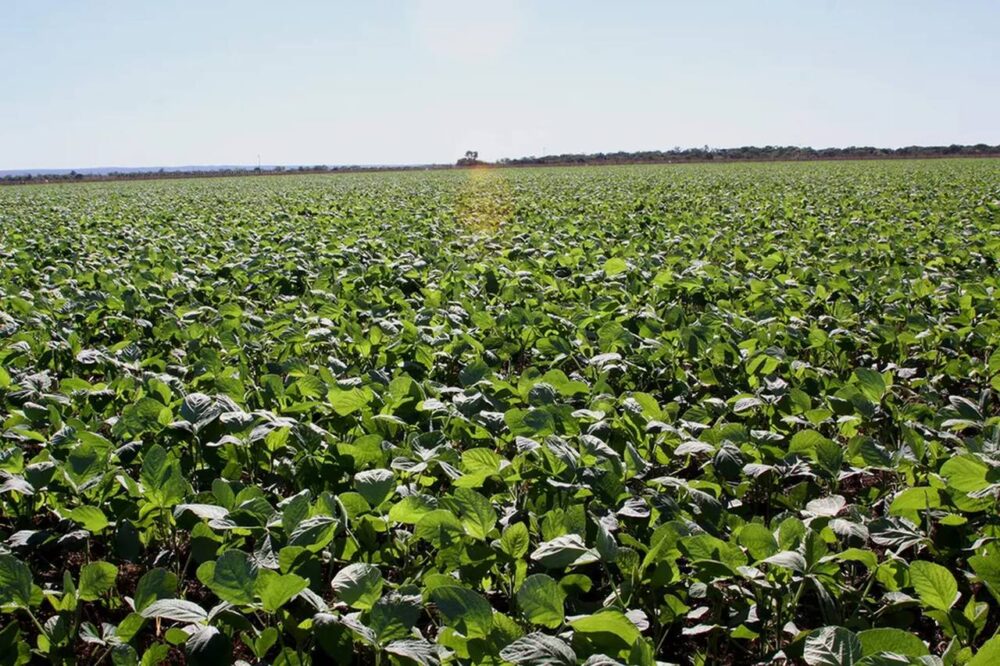 Aumento do imposto sobre exportação de produtos agropecuários do TO é aprovado pela Assembleia Legislativa