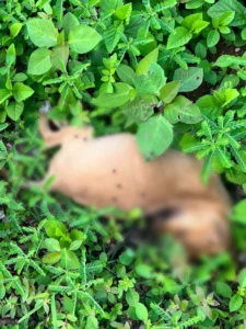 CRUELDADE: Vídeo flagra homem matando filhote de cachorro a pauladas no interior do Tocantins; assista