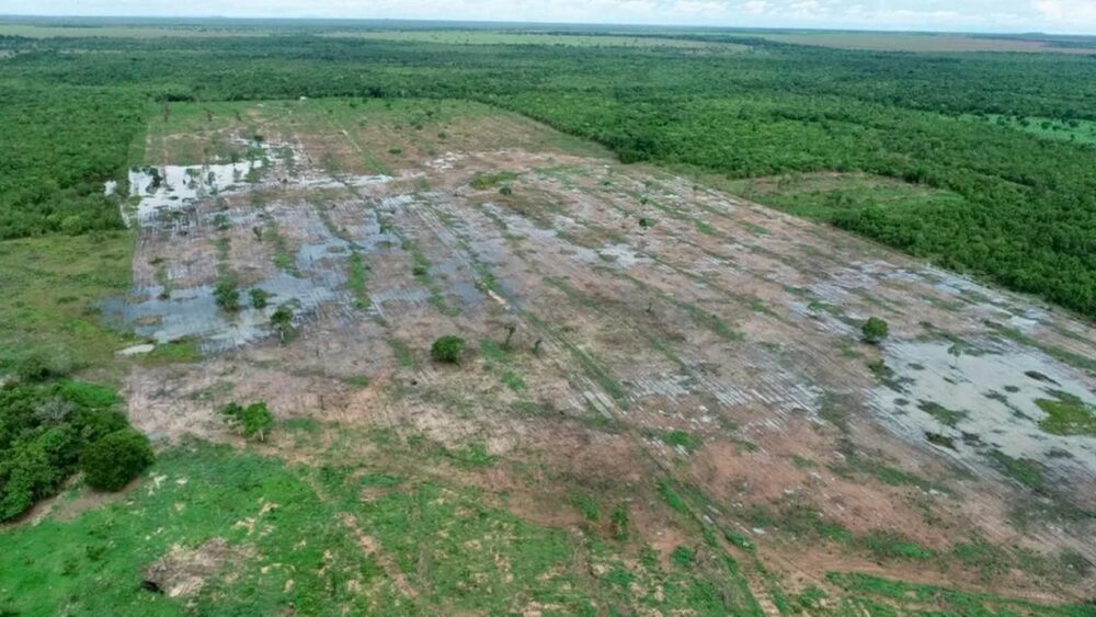 Fazendeiro recebe multa de mais de R$ 150 mil por desmatar área de preservação ilegalmente em Peixe