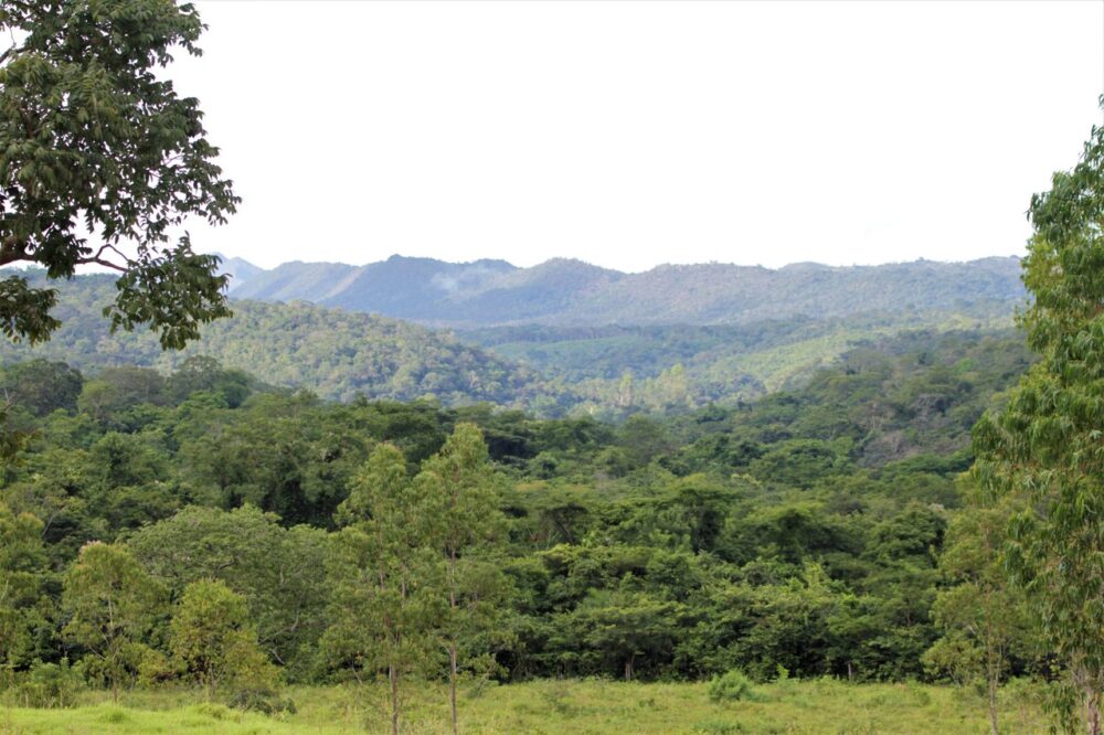 Governador Wanderlei Barbosa sanciona leis que incentivam a preservação ambiental e viabilizam o mercado jurisdicional de carbono no Tocantins