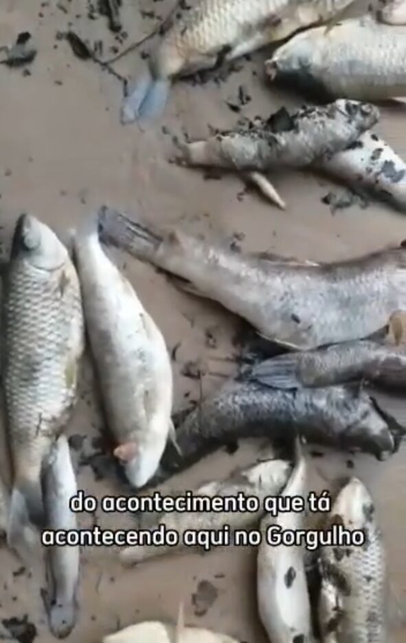 Morte de peixes em afluente do rio Tocantins prejudica indígenas da região e Cacique faz apelo: ‘’Muito sofrimento’’