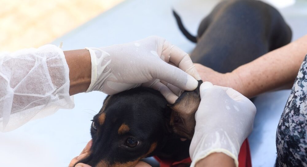 Unidade de Vigilância e Controle de Zoonoses de Palmas realiza testagem gratuita de calazar em cães