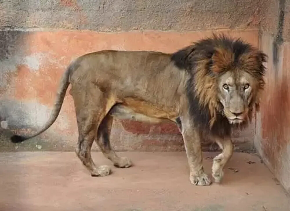 Magro e infestado de larvas: a morte suspeita do leão Nagan em zoo do interior de SP