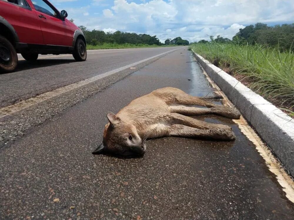 Onça-parda adulta é encontra morta com sinais de atropelamento na BR-242 no sul do Tocantins