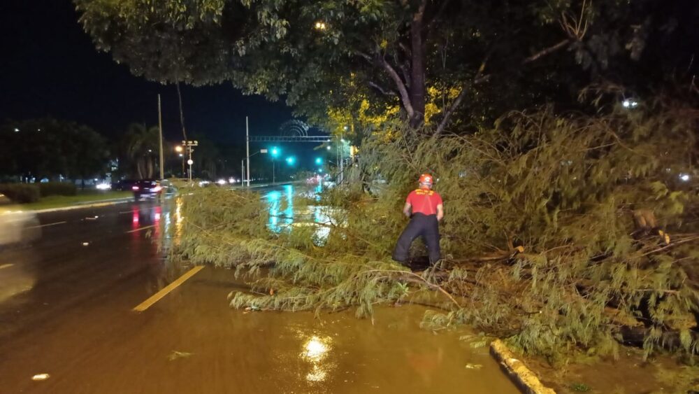 Fortes chuvas causam queda de árvores em pontos de Palmas e em trechos da BR-153