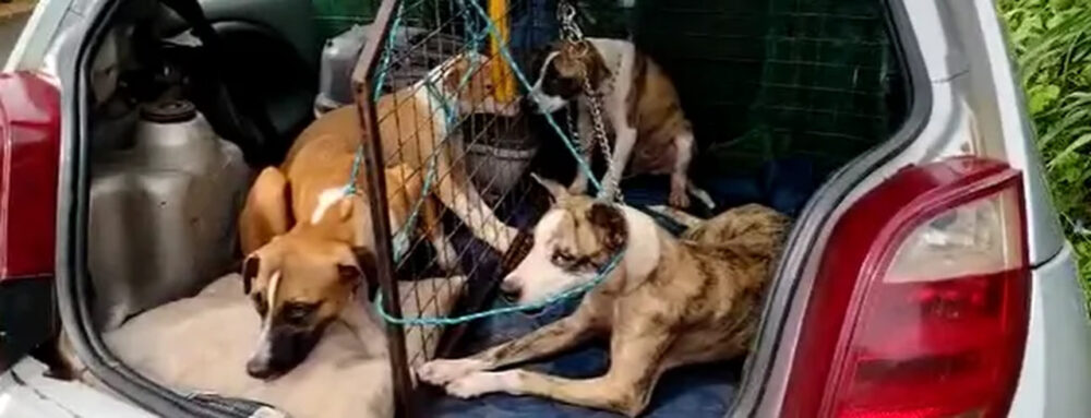 Liberdade: Cachorros são resgatados após mulher suspeita de comer animais domésticos ser presa em Araguaína ; ASSISTA O MOMENTO