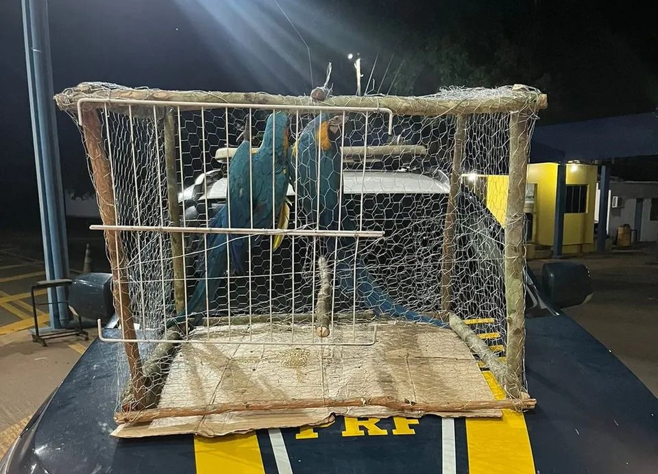 Casal é abordado transportando duas araras em uma gaiola na BR-226; os animais foram resgatados pela PRF