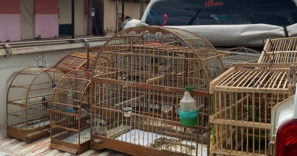 Dez aves são resgatadas durante fiscalização do Naturatins em uma casa no Bico do Papagaio