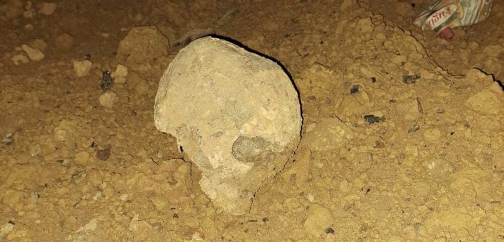 Crânio misterioso encontrado por crianças na região Sul de Palmas surgiu após uma caçamba deixar terra no local; saiba detalhes