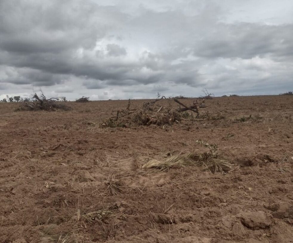 Comunidade denuncia ao MPTO um grande desmatamento na área quilombola do Jalapão; as árvores são arrancados pelo sistema “correntão”