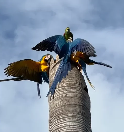 [Vídeo] Araras-canindé e papagaio brigam por ninho em Palmas