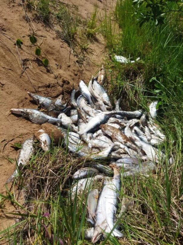 Vários peixes são descartados no lago de Palmas e pescadores esportivos flagram a cena; a pesca profissional está proibida no local