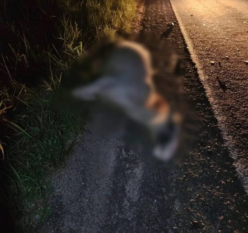 Homem causa a morte de um cavalo após atropelar o animal e é autuado por dirigir embriagado em Araguatins