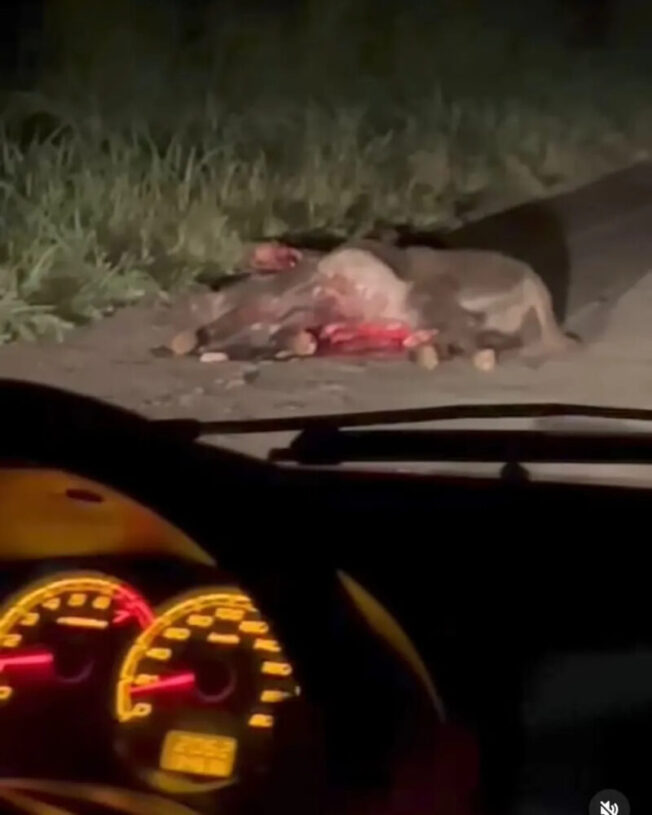 Caminhonete bate em jumento e animal morre na TO-070, na zona rural de Araguatins