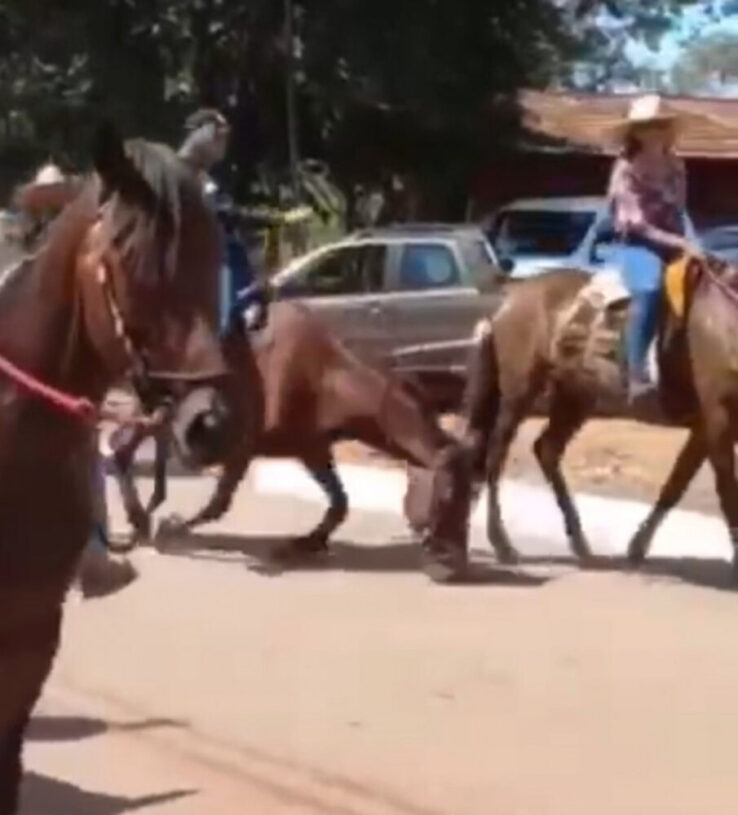 Cavalo cai, acaba morrendo durante uma cavalgada em Fátima e levanta suspeitas de maus-tratos