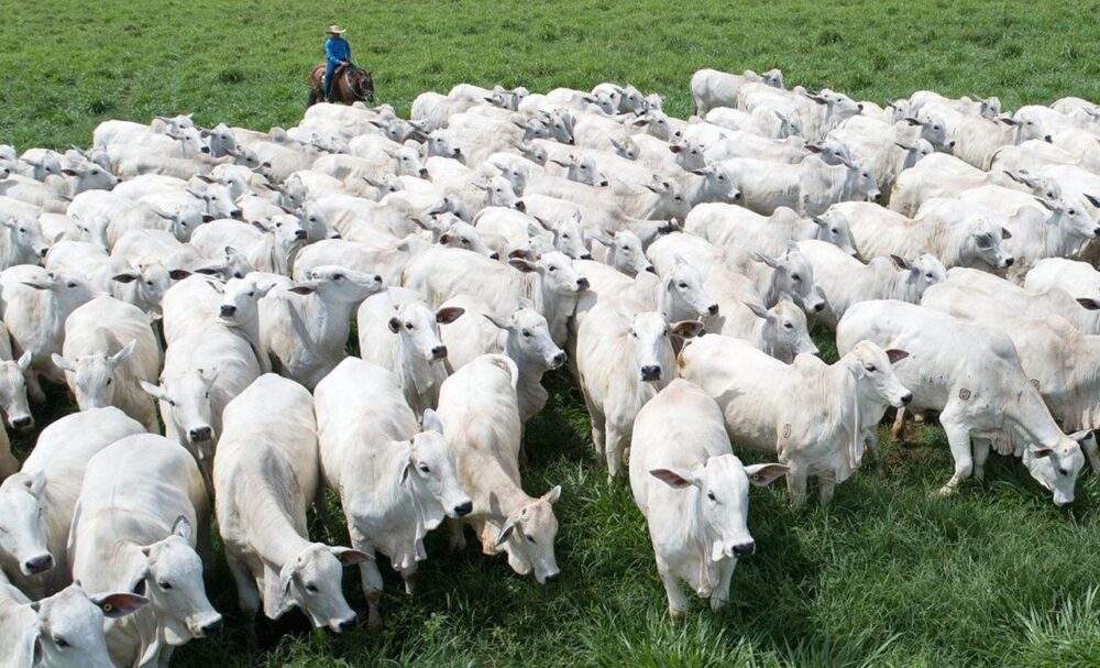 Agro: Governo do Estado reduz ICMS do preço do gado vivo de 12% para 7%