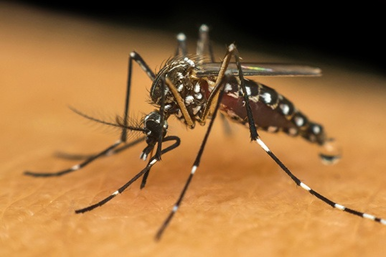 Palmas registra 275 notificações de dengue nesta semana epidemiológica. - Foto: Reprodução