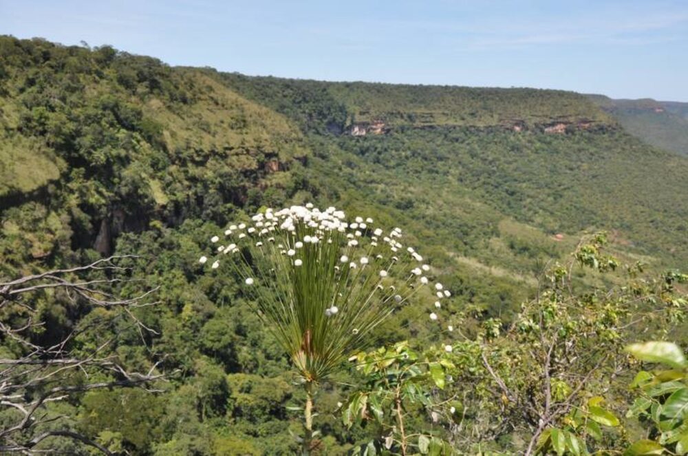 Parque Estadual do Lajeado completa 22 anos nesta quinta-feira, 11; o patrimônio natural do Tocantins abriga mais de 200 espécies de aves e 171 espécies de plantas