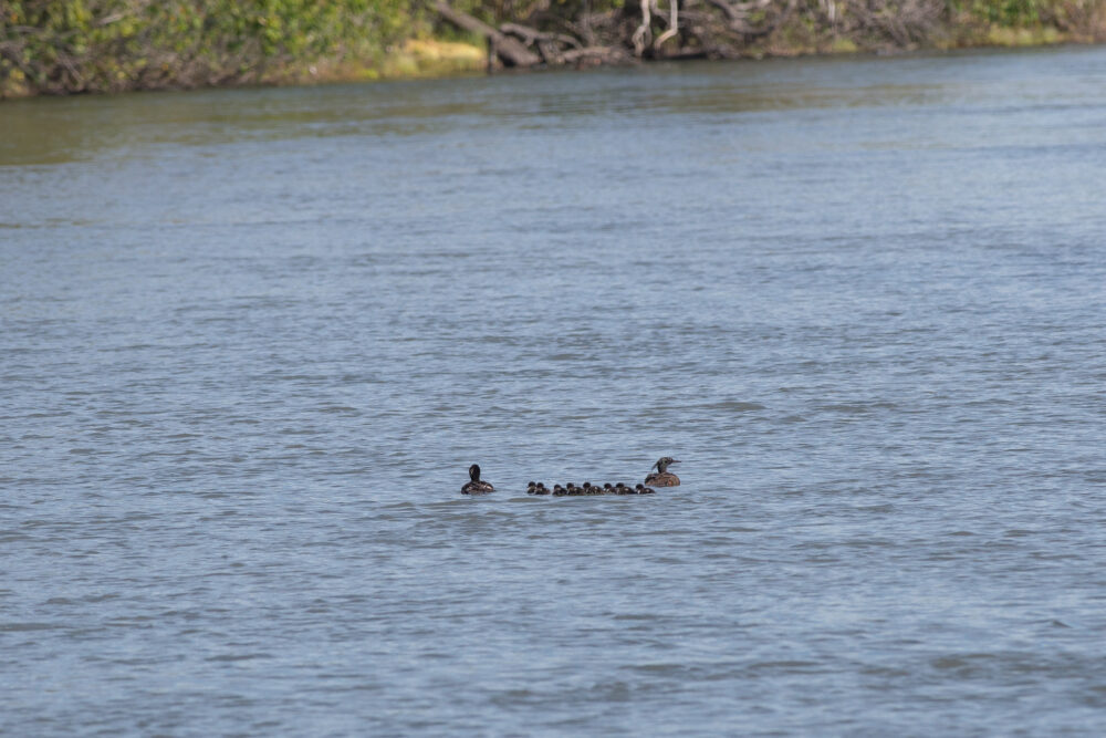 Naturatins inicia monitoramento do pato-mergulhão no Jalapão; "símbolo das águas brasileiras", a espécie é uma das mais raras do mundo
