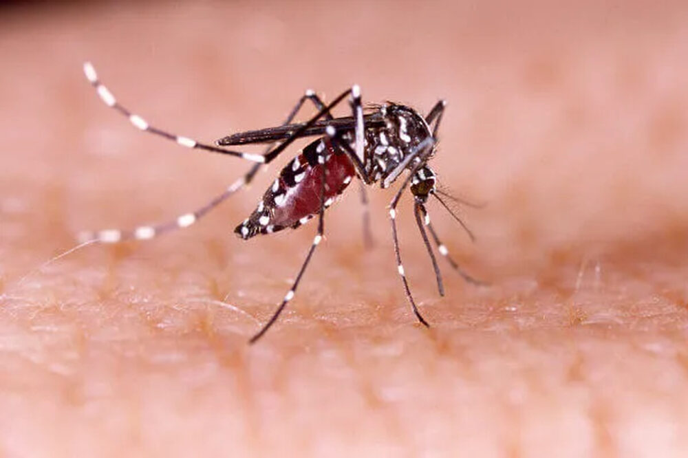 Palmas registra 367 notificações para dengue nesta quarta, 10; veja detalhes do boletim epidemiológico