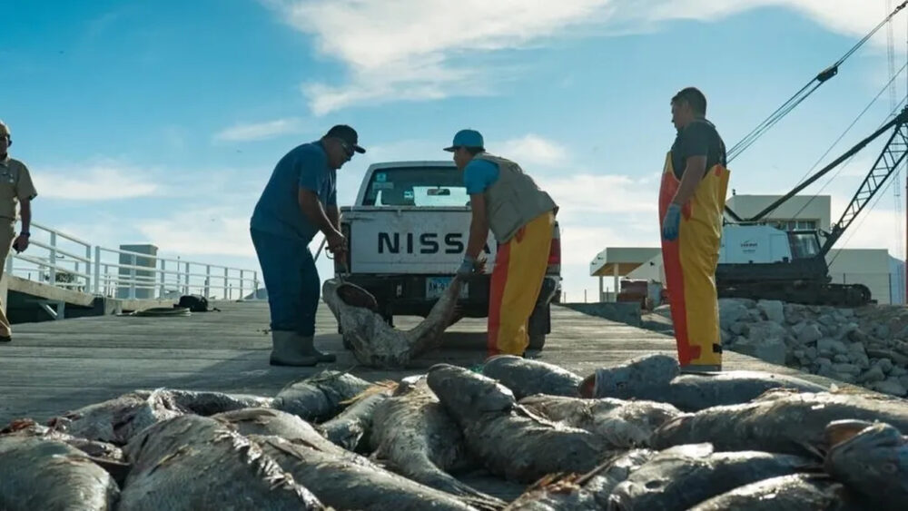 'Cocaína do mar': conheça o peixe alvo de disputa do narcotráfico