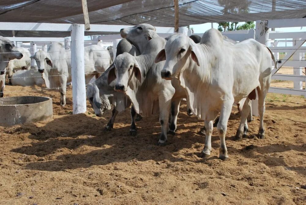 ABAIXOU! Governo do Tocantins publica medida provisória e reduz ICMS do gado vivo de 12% para 7%