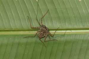 Animal que aparece na saga ‘Harry Potter’ existe e é achado no Brasil; conheça a aranha-chicote