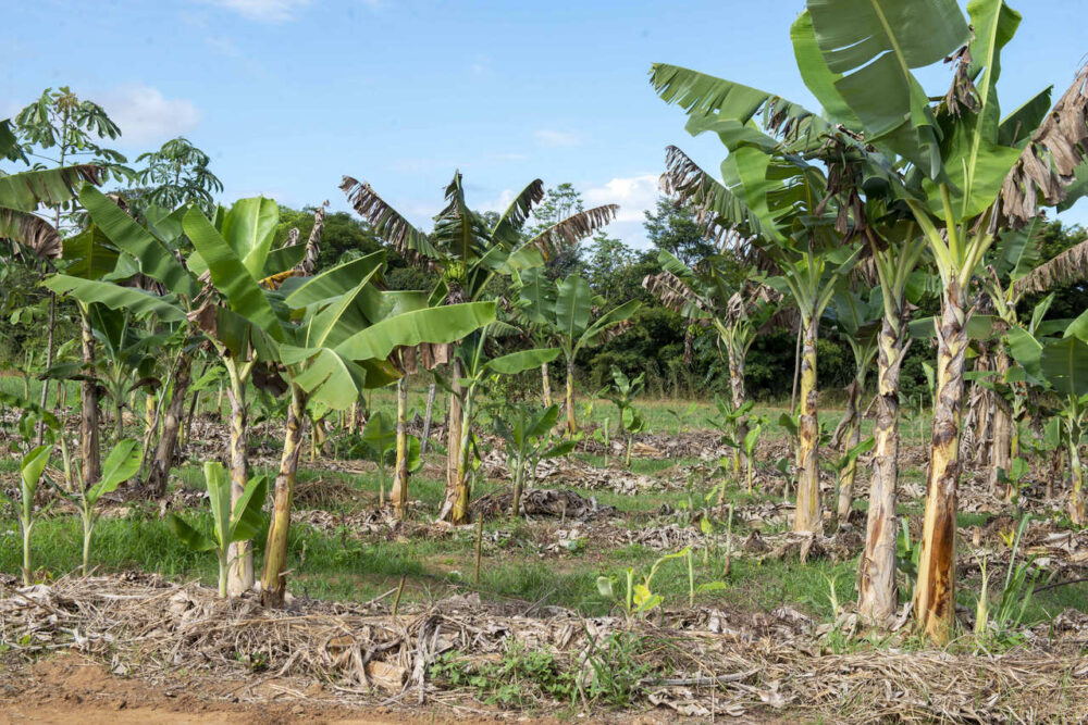 Agrotins | Fazendinha do Calor Humano traz soluções para áreas degradadas e reflorestamento com sistemas agroflorestais