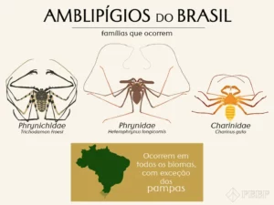 Animal que aparece na saga ‘Harry Potter’ existe e é achado no Brasil; conheça a aranha-chicote