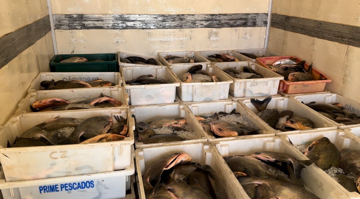 AGORA: Abordagem da Guarda Metropolitana Ambiental de Palmas resulta na apreensão de quase duas toneladas de pescado; saiba detalhes 