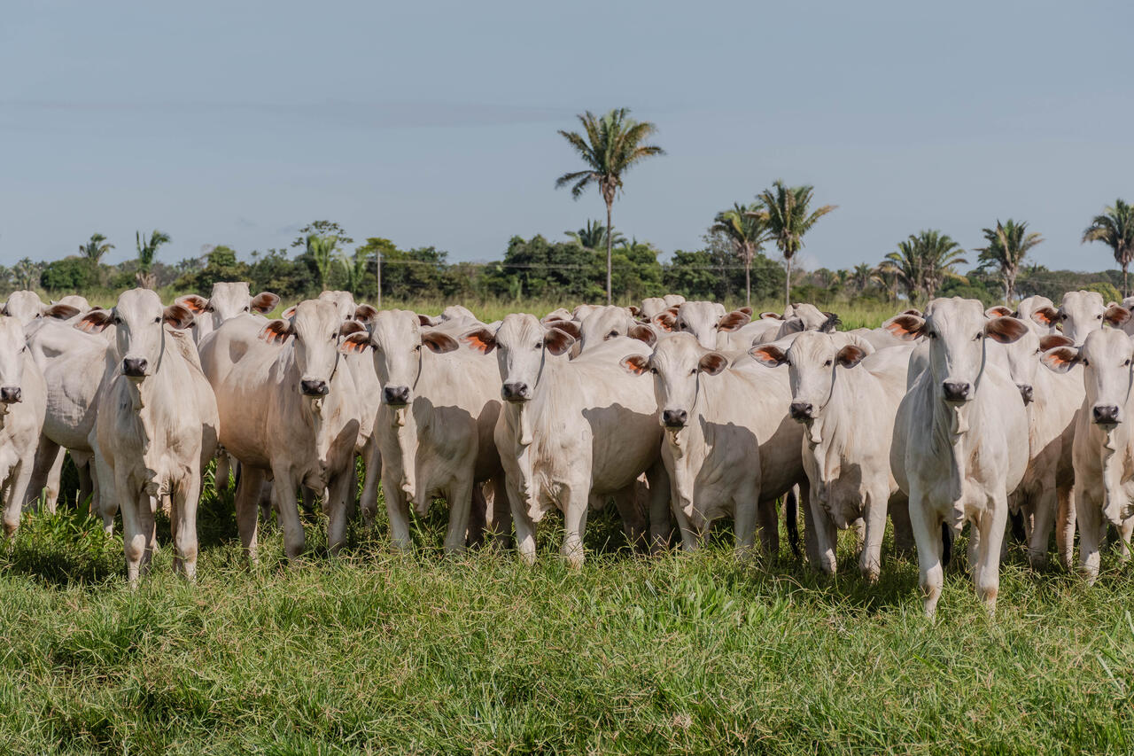 Adapec alerta produtores rurais do Tocantins sobre prazo de para fazer a declaração obrigatória de rebanho; confira