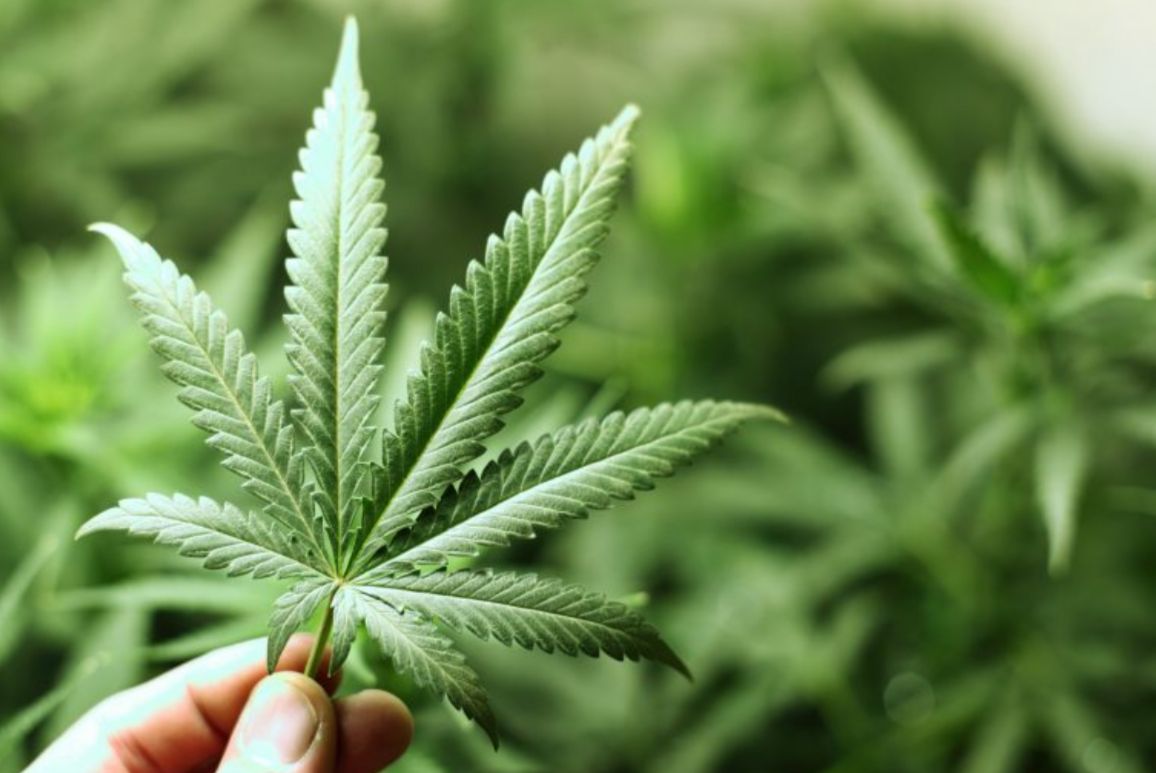 Câmara dos Deputados: Comissão debate a regulamentação da cannabis; entenda