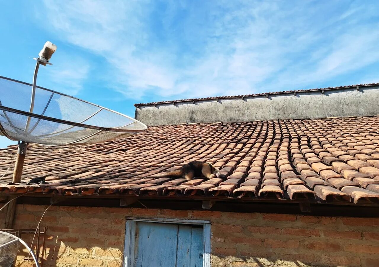 Tamanduá-mirim sobe no telhado de uma casa em Guaraí para fugir de cachorros e é resgatado por voluntários